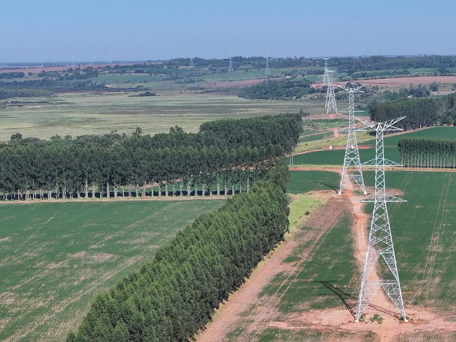 Torre y bosque de eucaliptus